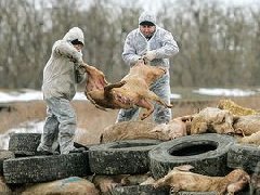 網(wǎng)傳“今珠多糖可防治非洲豬瘟”是真是假？