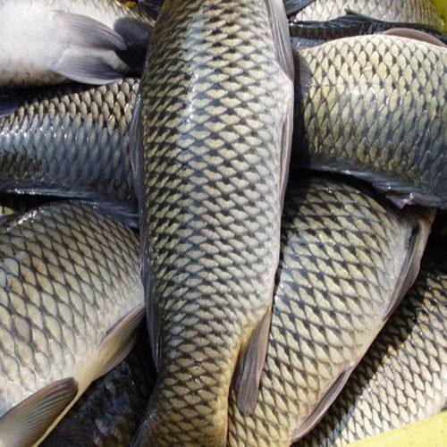草魚中檢測出獸藥殘留，為什么水產(chǎn)品頻頻中招