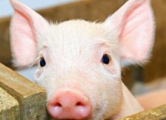 瘦肉精檢測(cè)儀如何杜絕豬肉“瘦肉精”問(wèn)題？