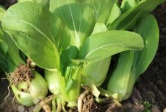 農(nóng)藥殘留速測儀避免消費(fèi)者買到不合格果蔬